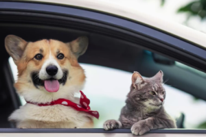 Pet Care: How to introduce your cat to a new pet